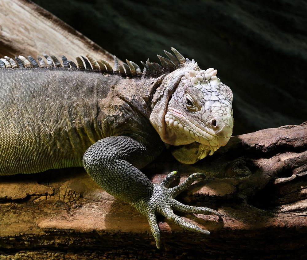 I'm cool.An iguana in Prague Zoo.