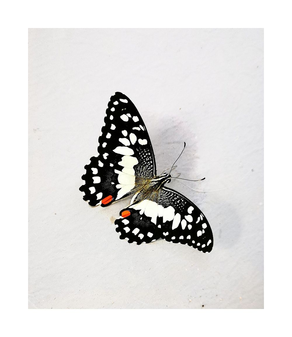 Butterfly, insect metamorphosis, nature ecology.