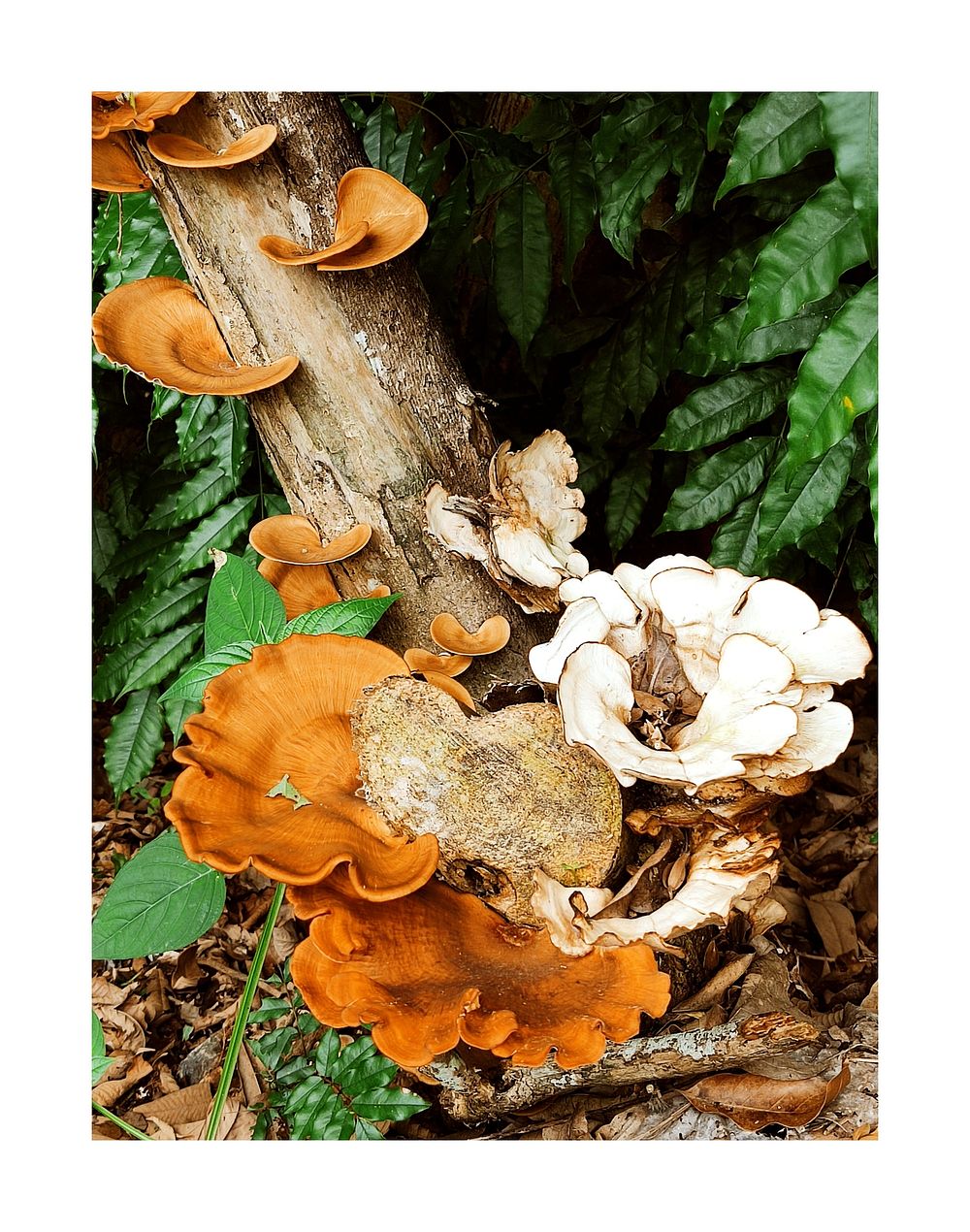 Fungi bark mushroom, rainforest ecology.