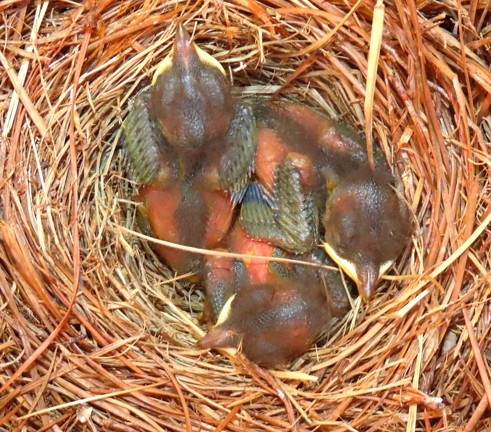 Factors driving bird nest building images