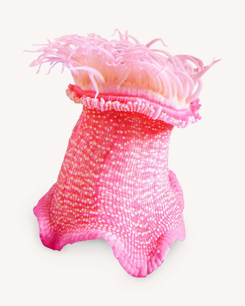 Sea anemone isolated design 