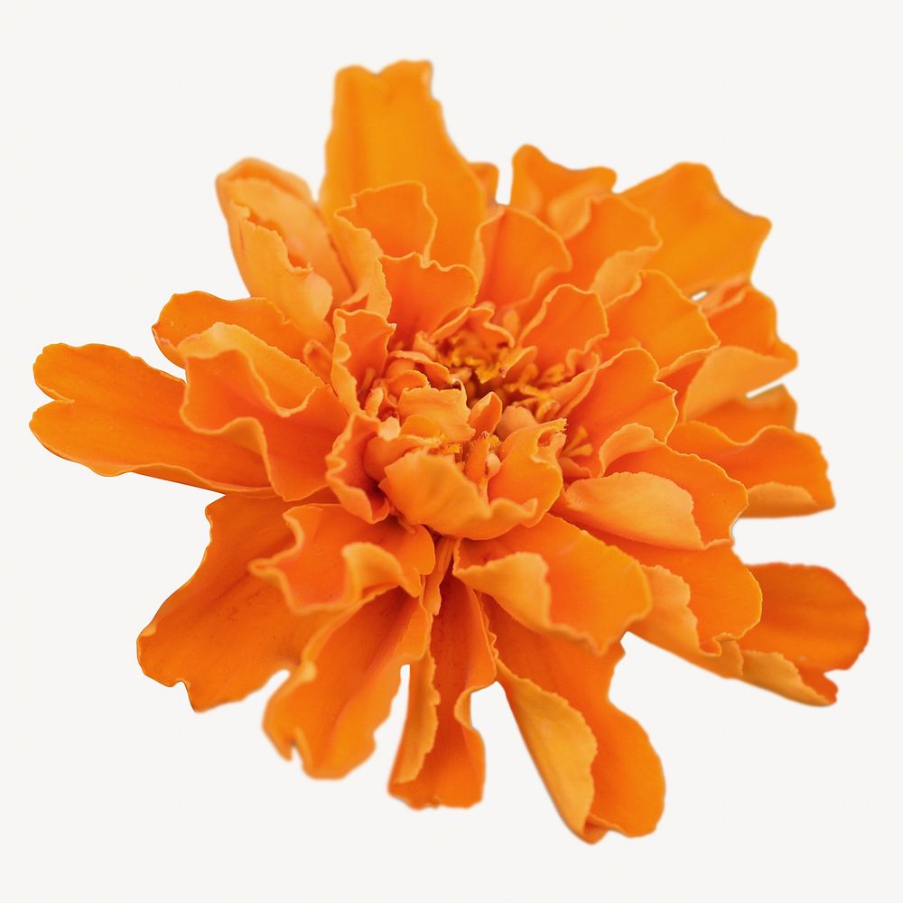 Marigold flower collage element, isolated image