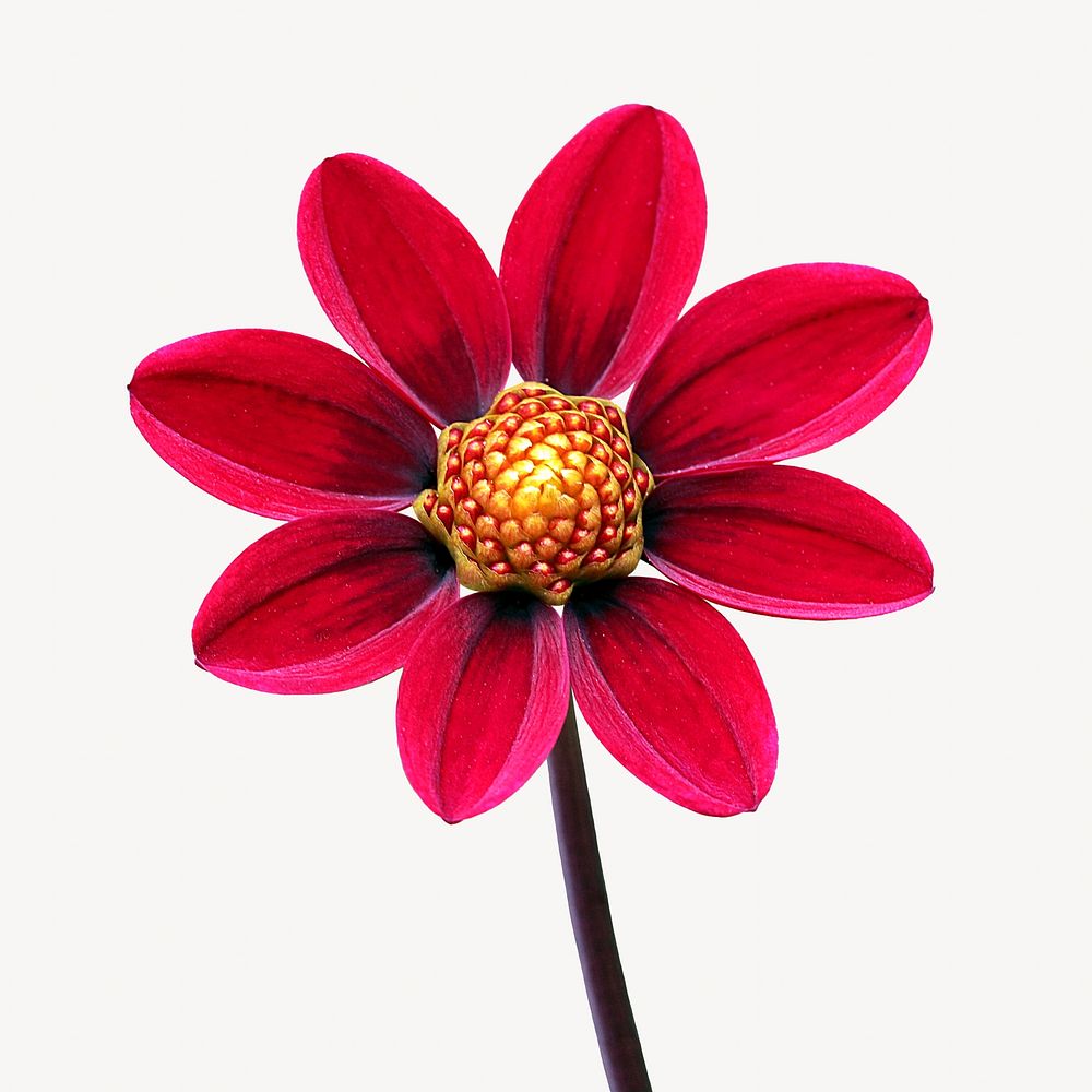Red dahlia collage element, flower isolated image