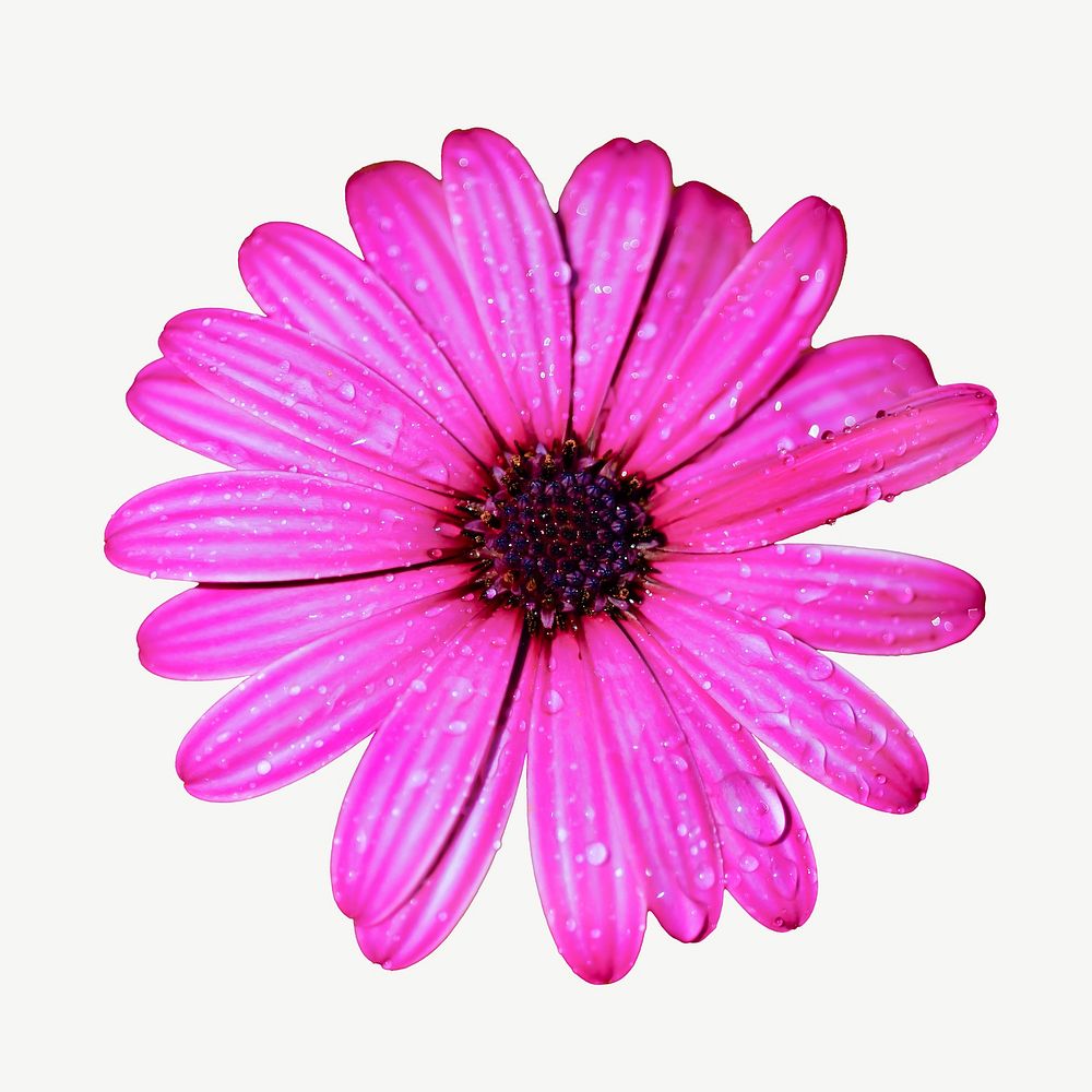 Pink gerbera collage element, flower isolated image psd