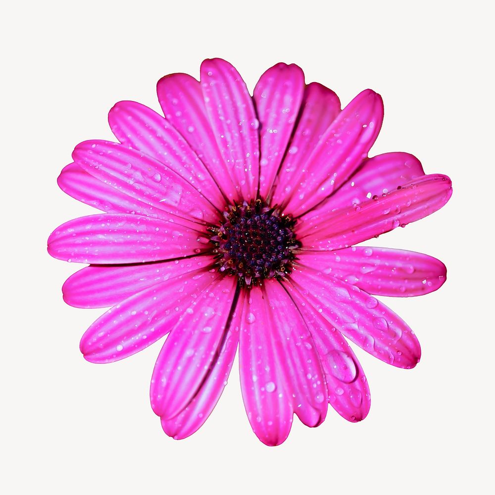 Pink gerbera collage element, flower isolated image