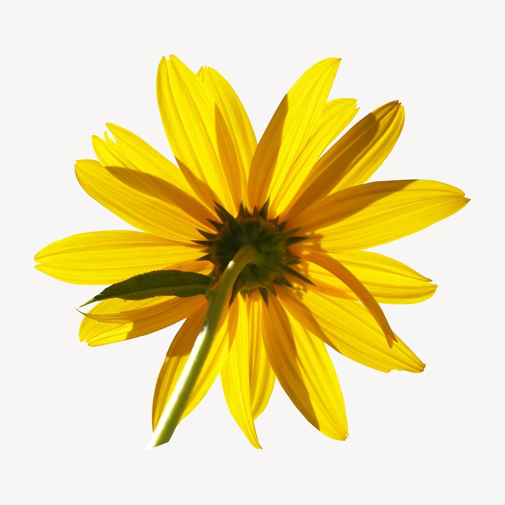 Backside of sunflower isolated design