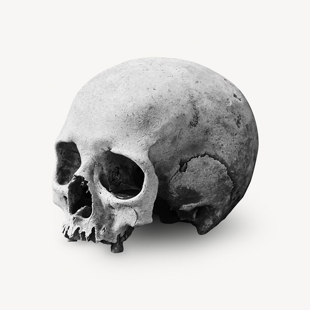 Human skull isolated design