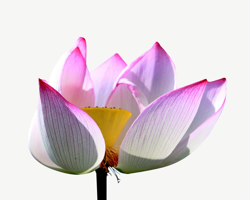 Pink lotus collage element psd