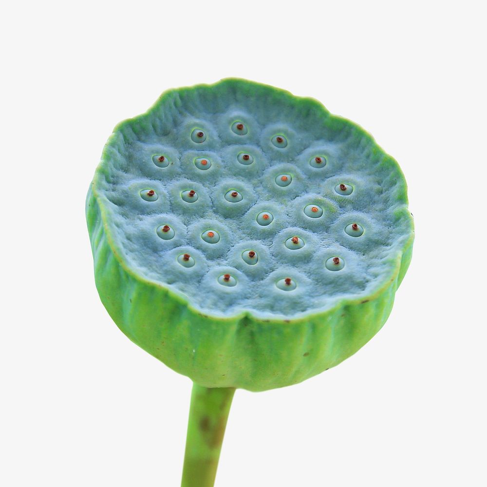 Lotus seed pod isolated design