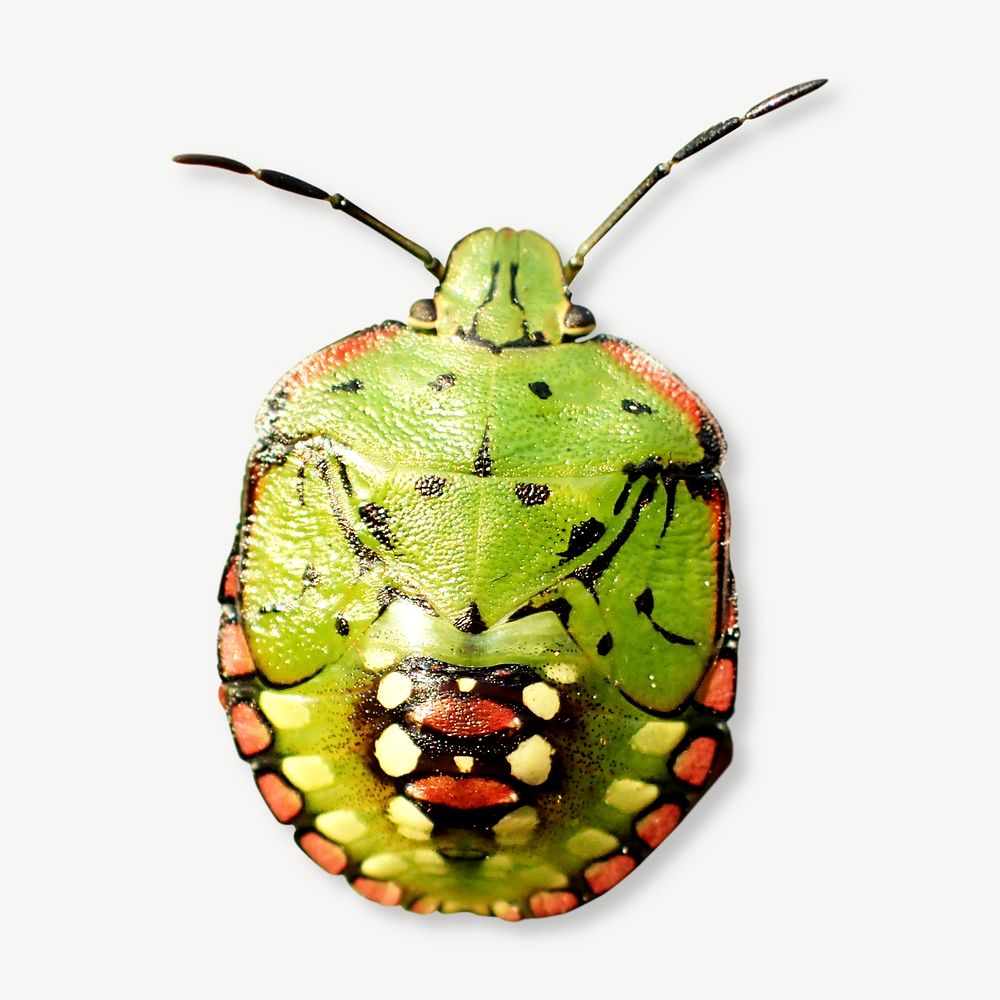 Green stink bug collage element psd