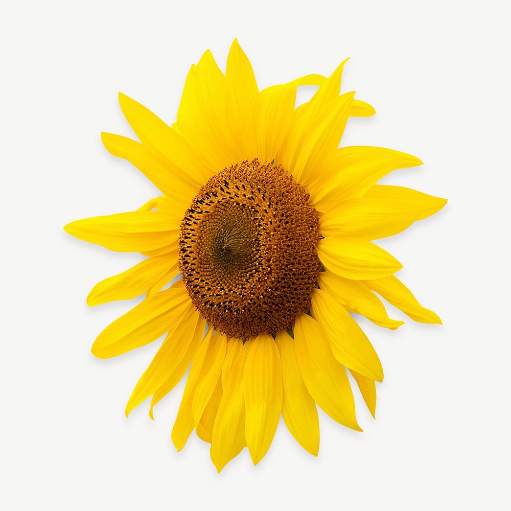 Sunflower collage element psd