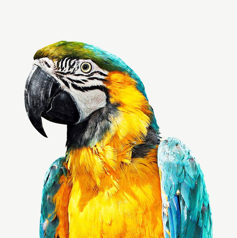 Macaw bird wildlife collage element psd