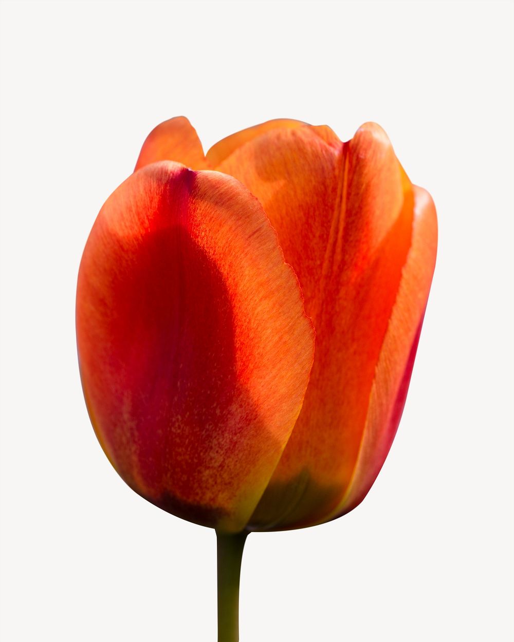 Red tulip flower isolated design