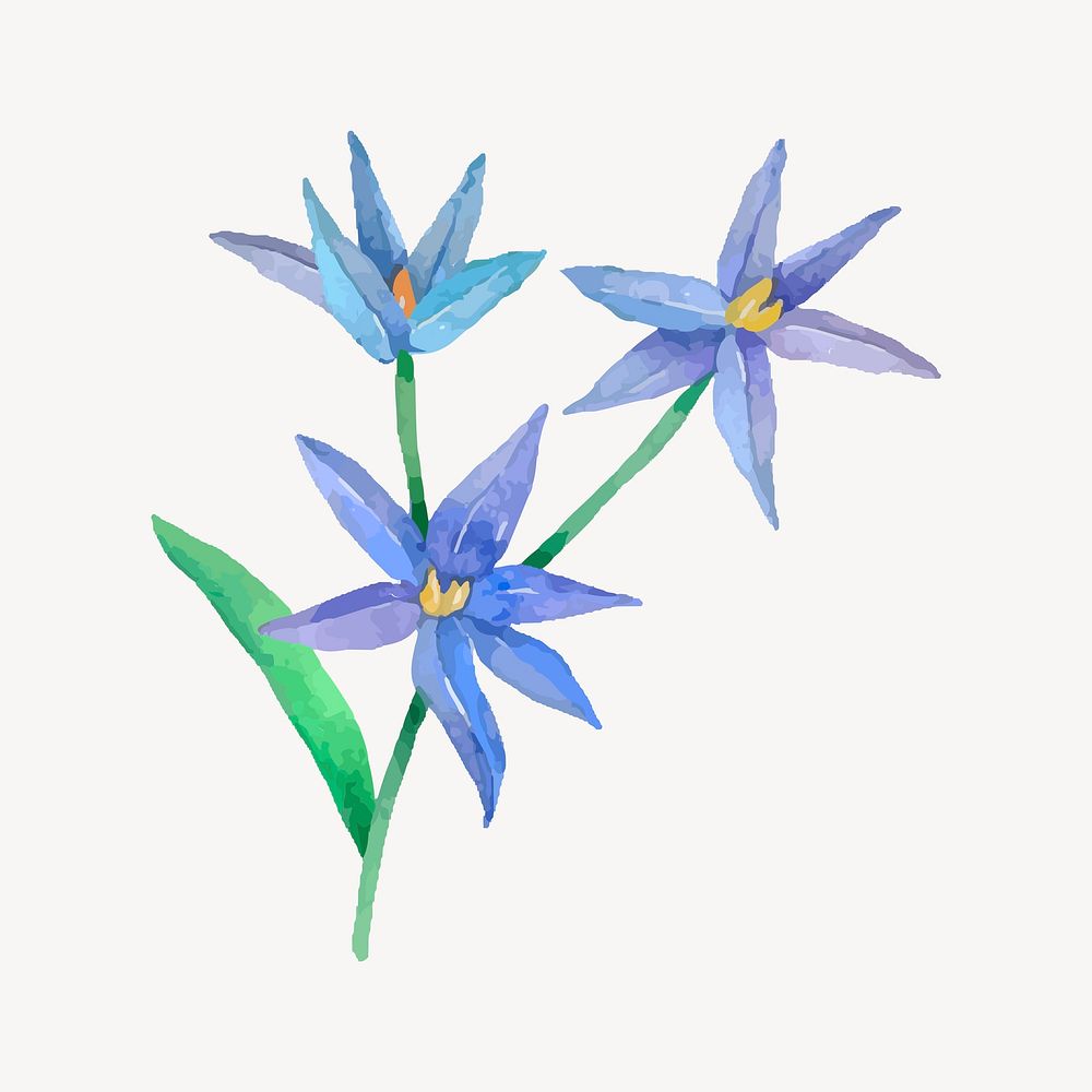 Watercolor bluestar flower clipart vector