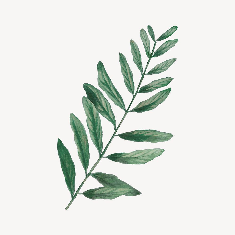Watercolor green leaf, botanical illustration