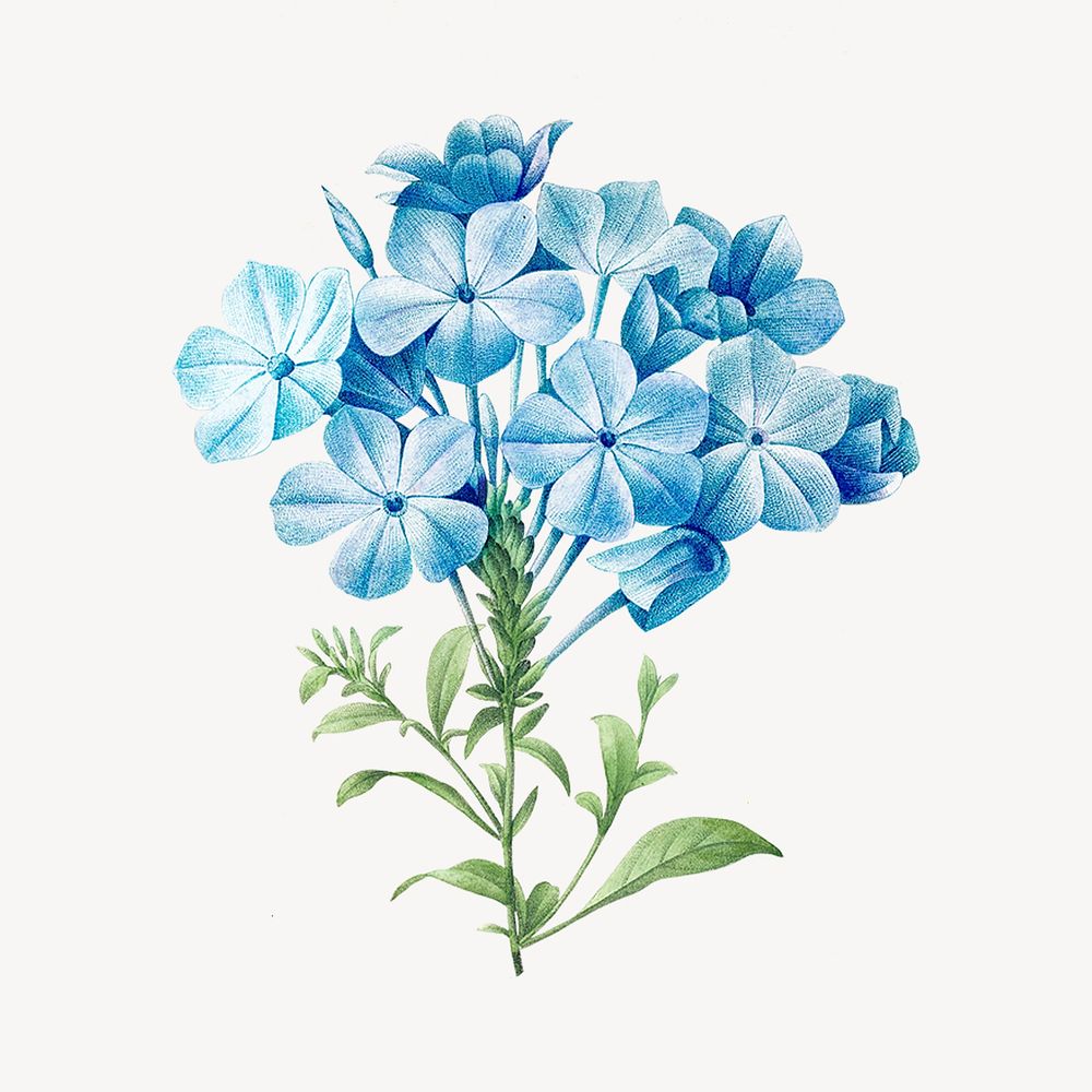 Vintage blue hydrangea flower illustration by Pierre Joseph Redouté. Remixed by rawpixel.