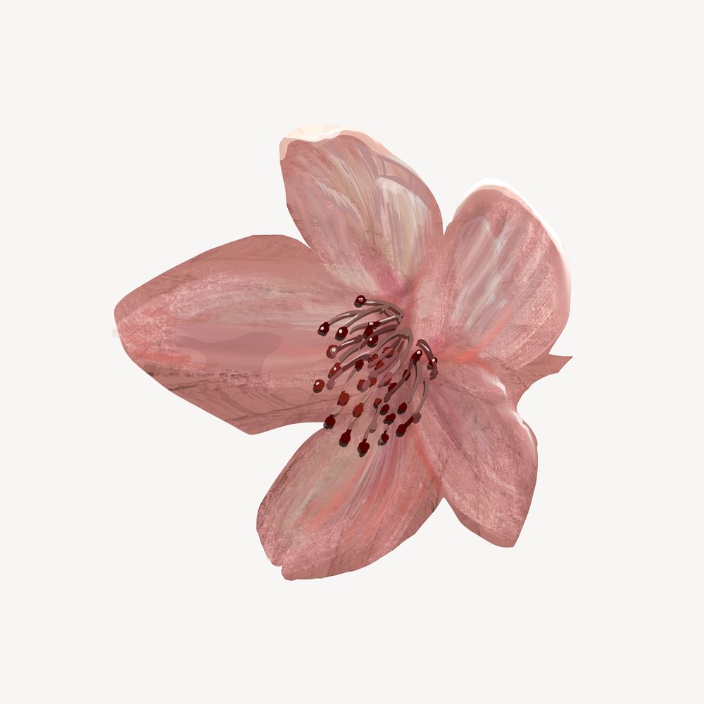 Cherry blossom flower, botanical collage element psd