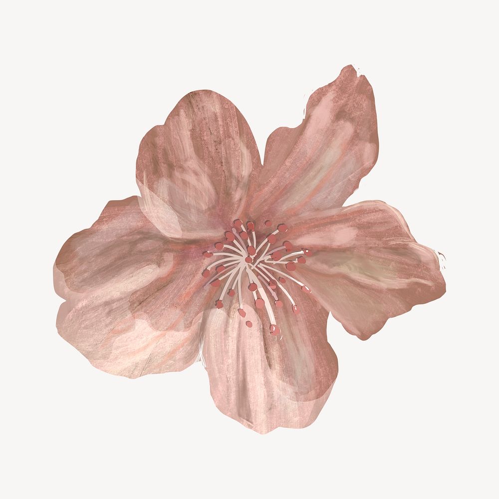 Cherry blossom flower, botanical collage element psd