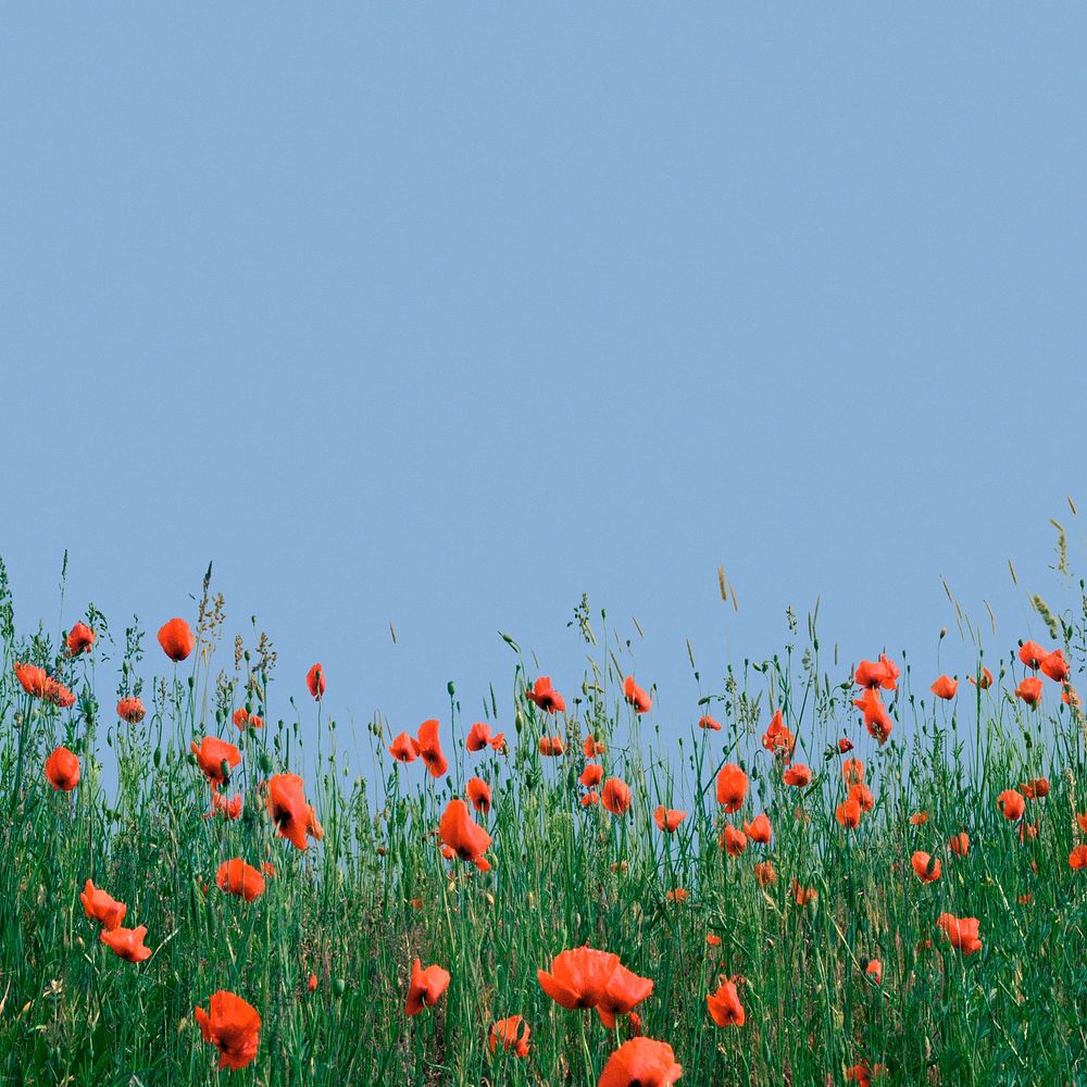 Wildflower border background, blue sky image psd