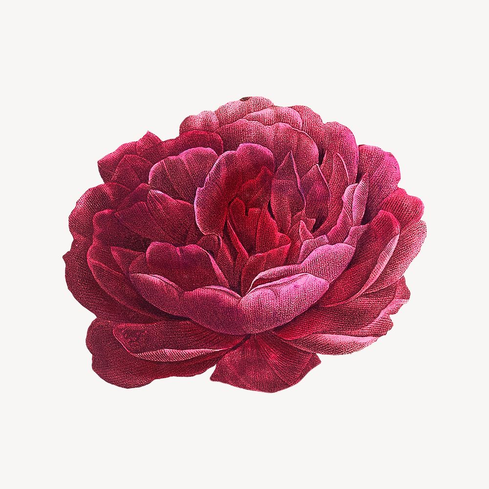 Watercolor red French rose, vintage botanical illustration psd