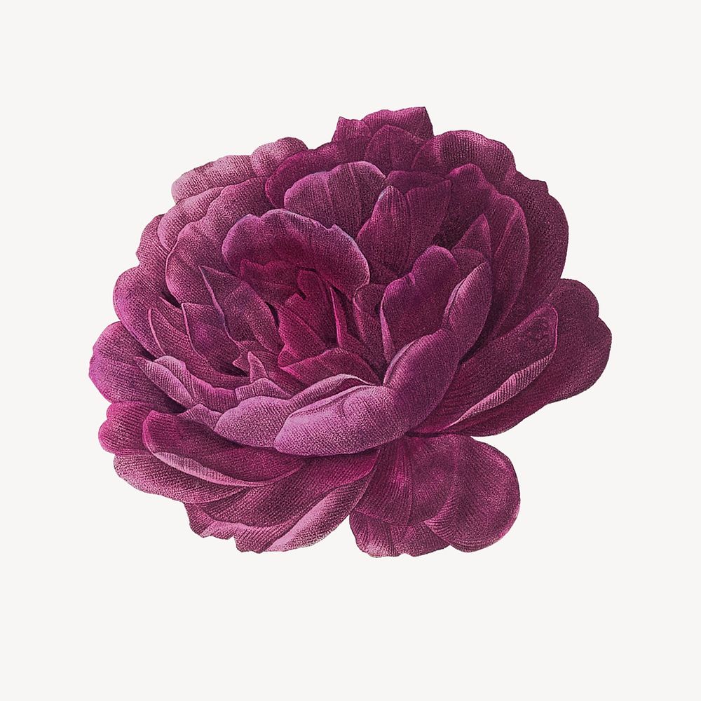 Watercolor purple French rose, vintage botanical illustration psd