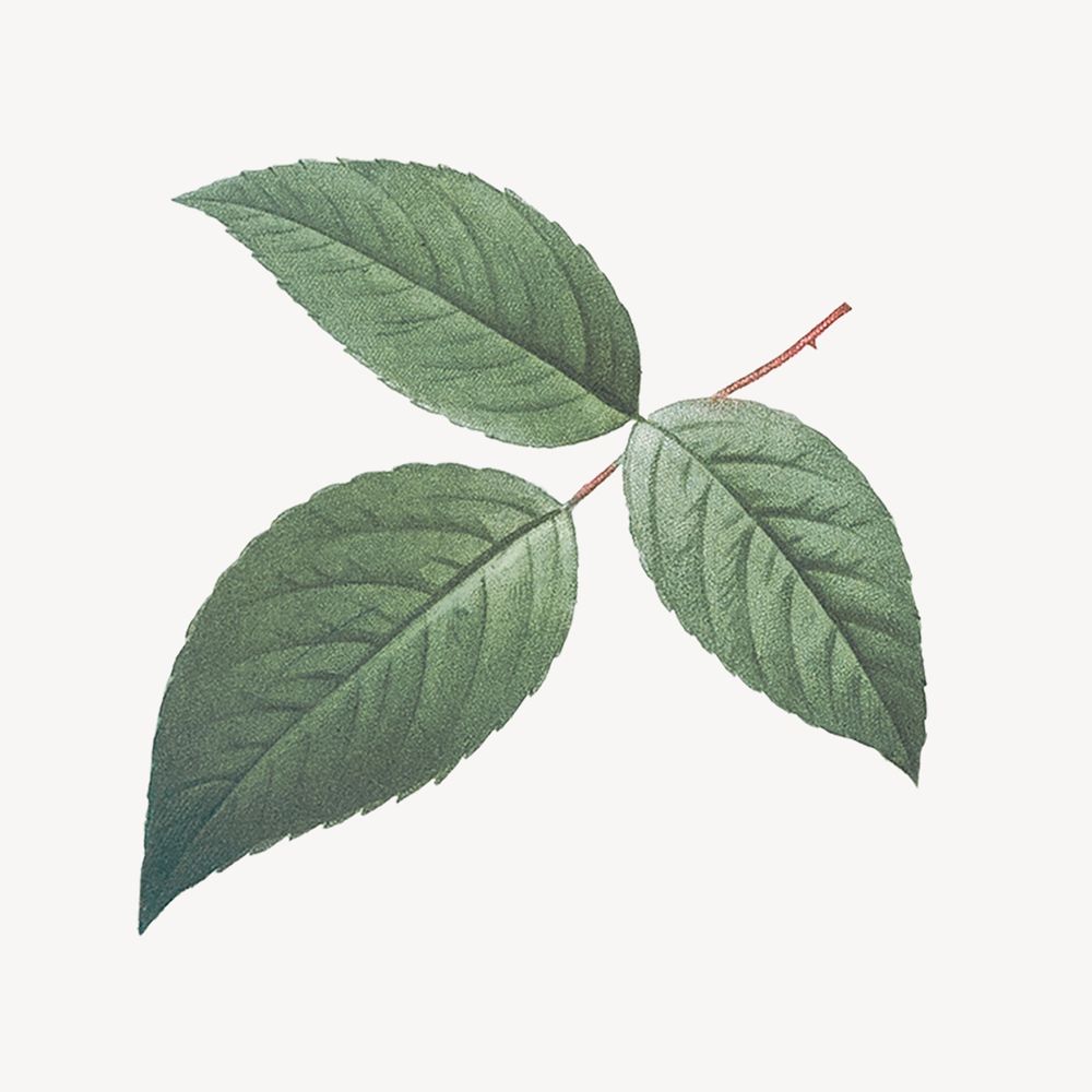 Vintage green leaf, watercolor botanical illustration psd