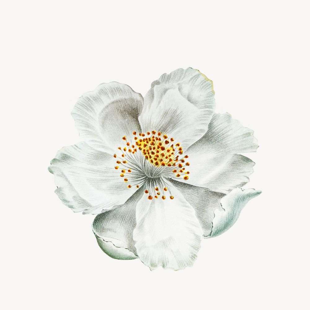 Vintage white musk rose flower illustration psd