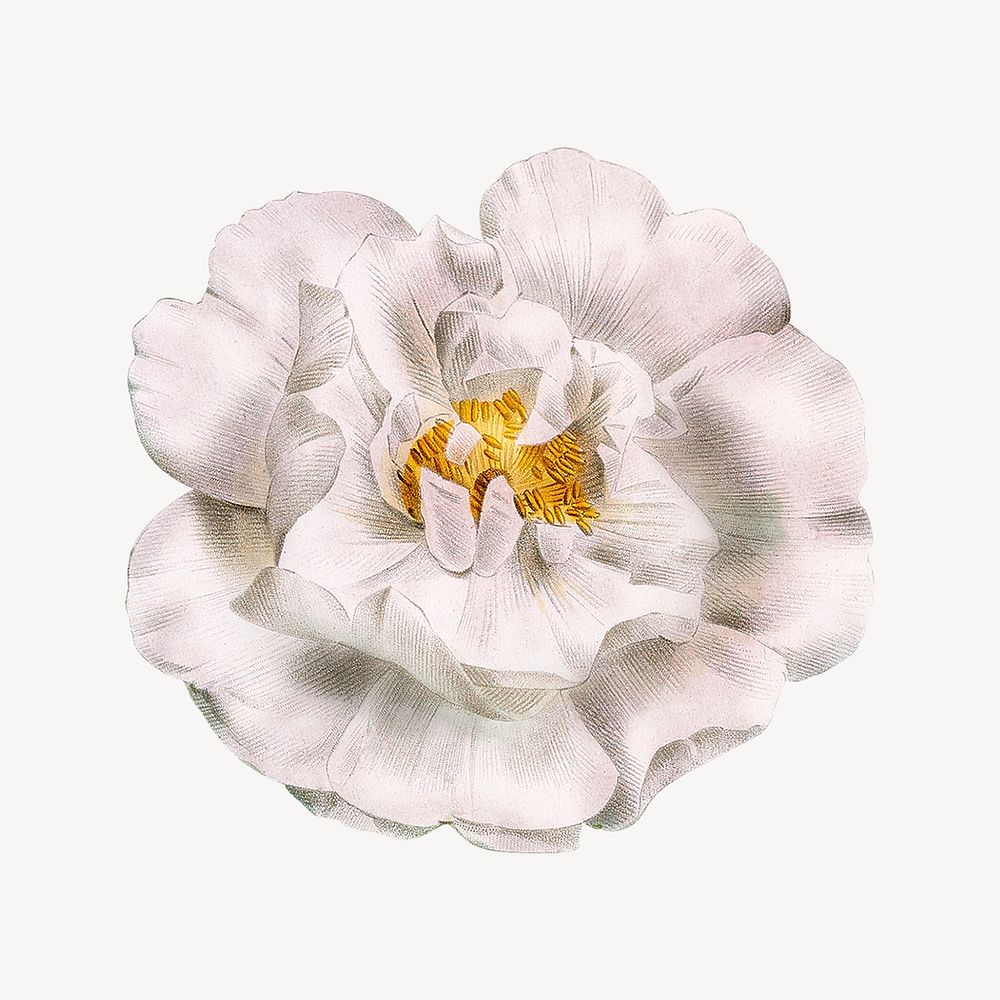 Vintage white rose flower illustration psd