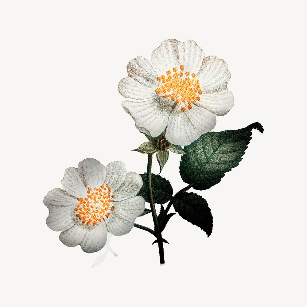Vintage white dog rose flower illustration psd