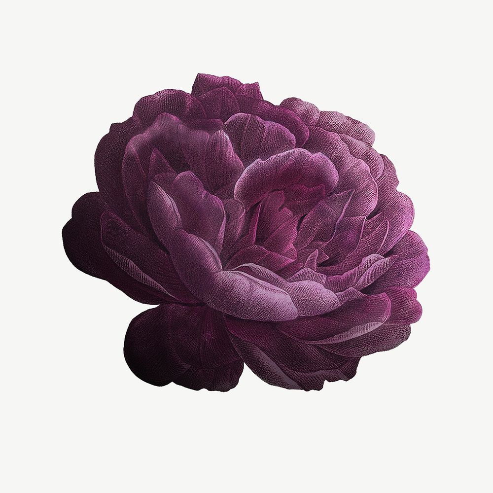 Watercolor purple French rose, vintage botanical illustration psd
