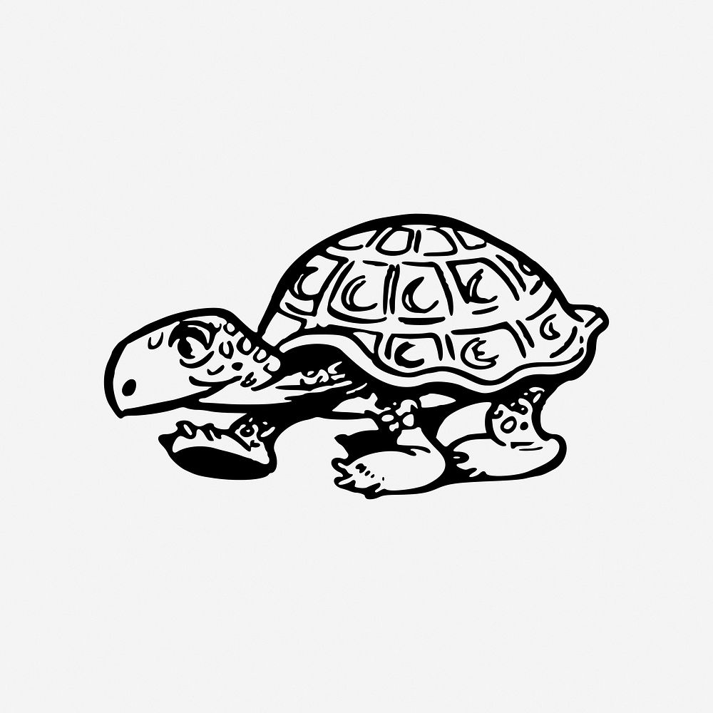 Tortoise illustration. Free public domain CC0 image.