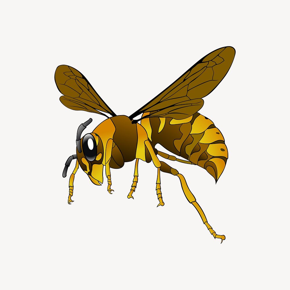 Wasp illustration. Free public domain CC0 image.