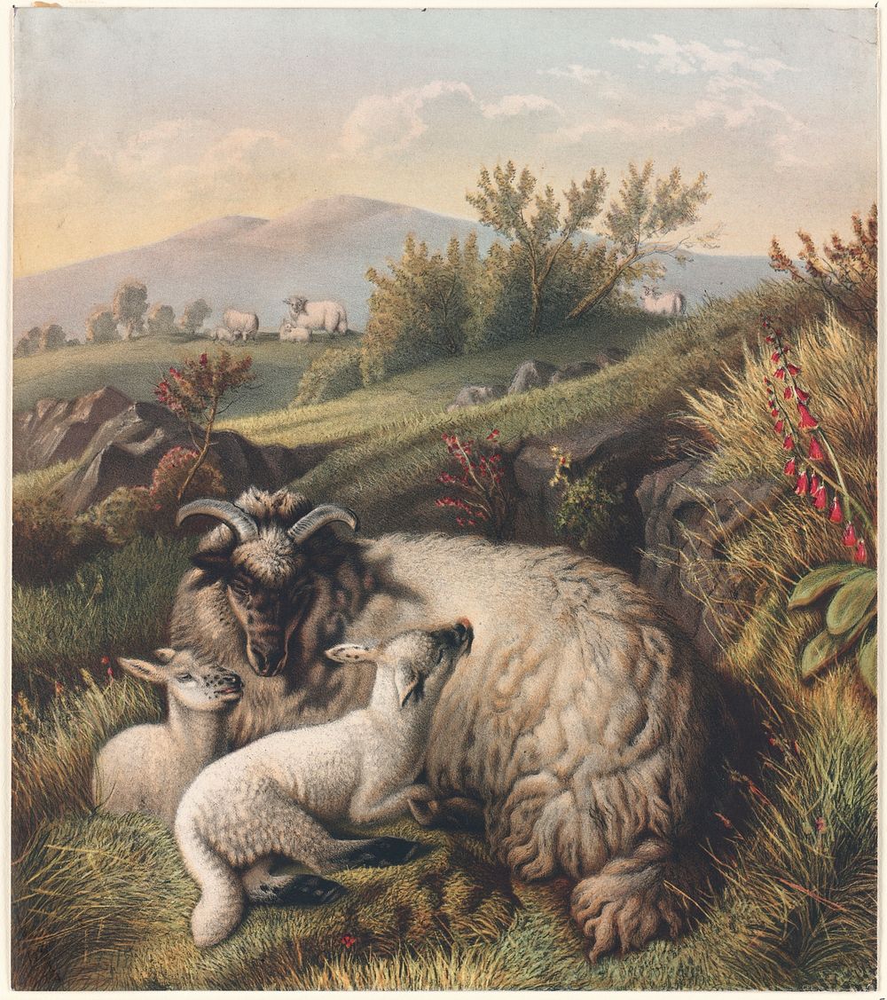             Sheep in pasture          