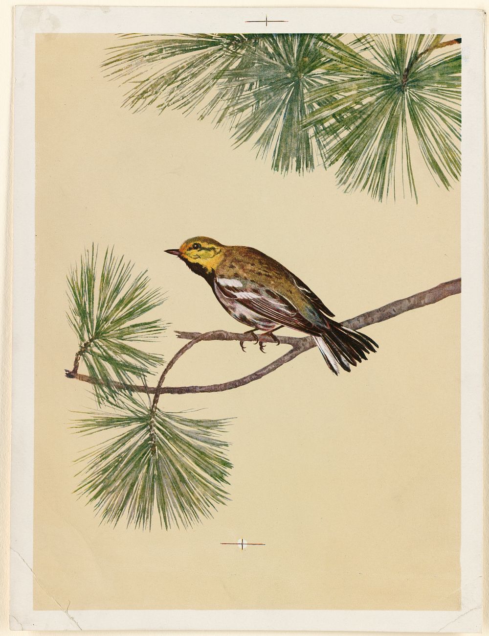             Yellow bird on evergreen branch          
