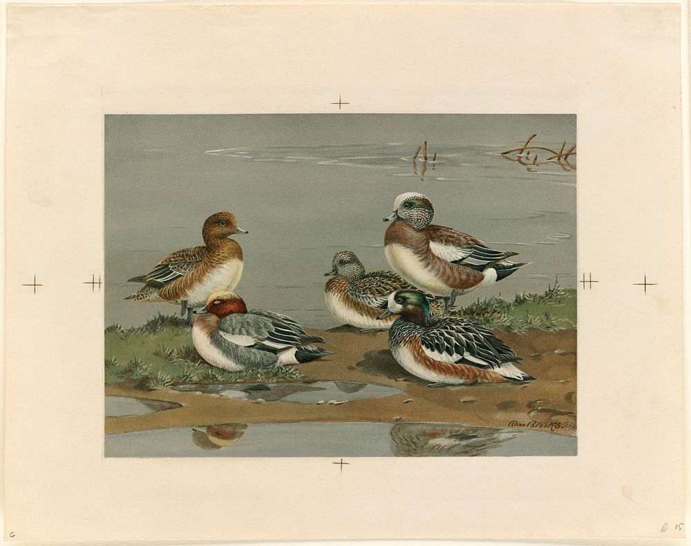             Five ducks on a bank           by Allan Brooks