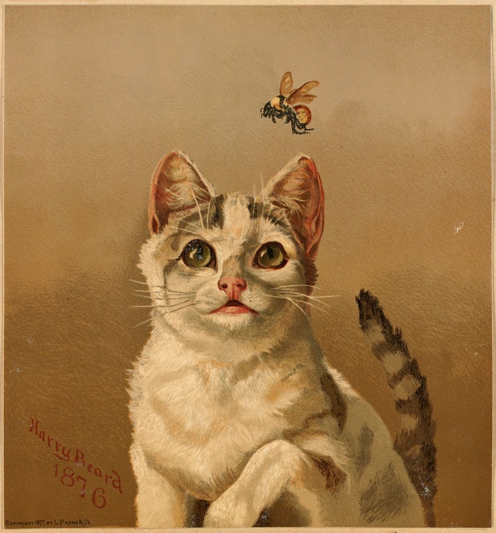             White cat with bee          