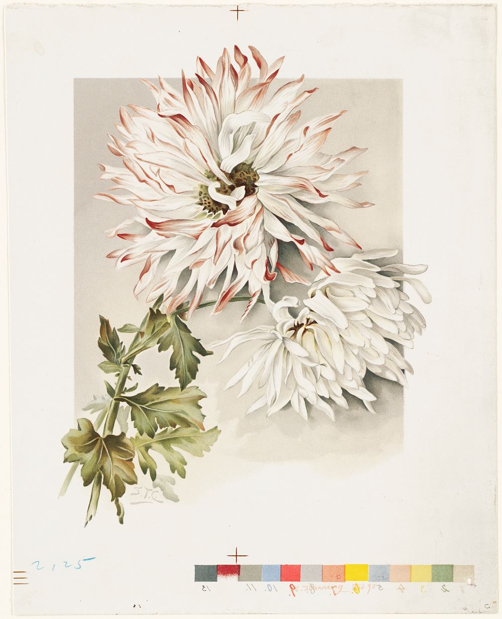             Chrysanthemums          