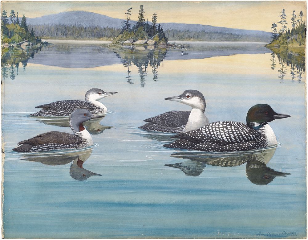             Panel 2: Red-throated Loon, Loon           by Louis Agassiz Fuertes