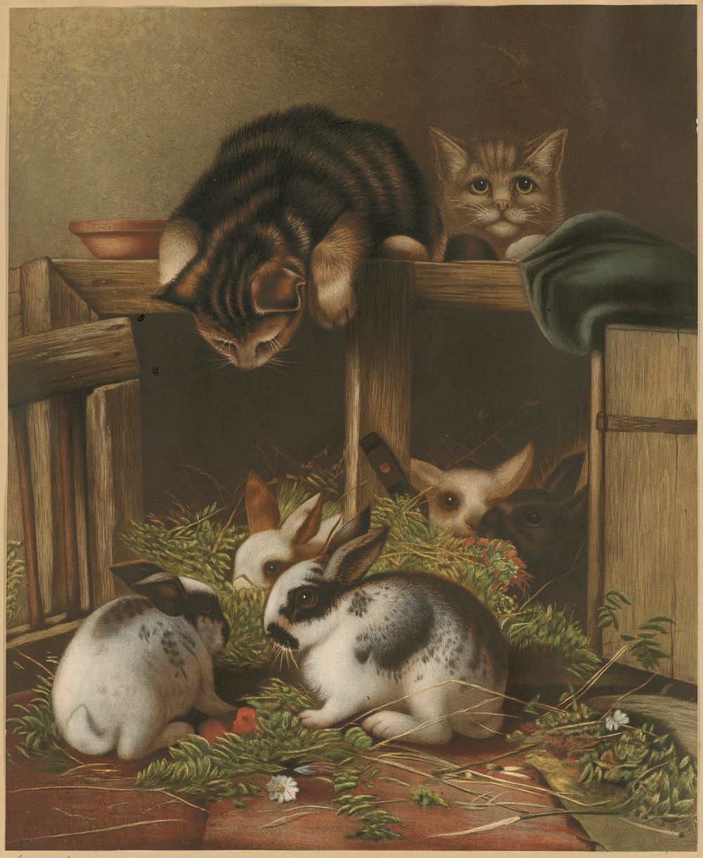             Rabbits and cats          