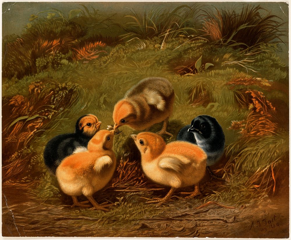             Group of chickens          