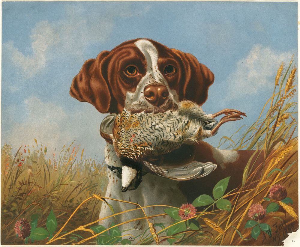             Pointer and quail          