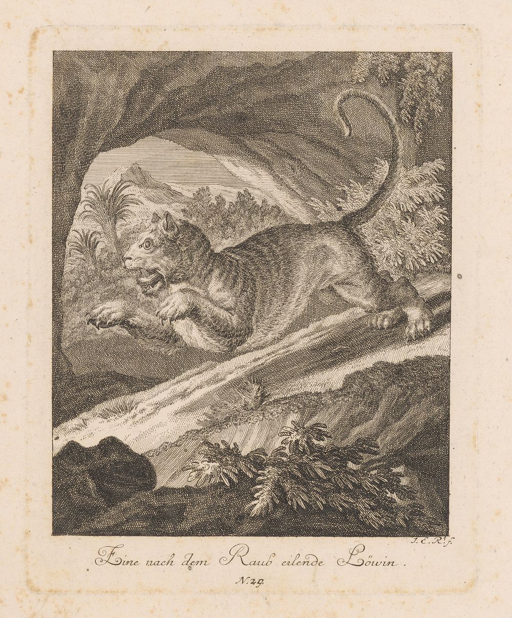 A lioness jumping, Johann Elias Ridinger