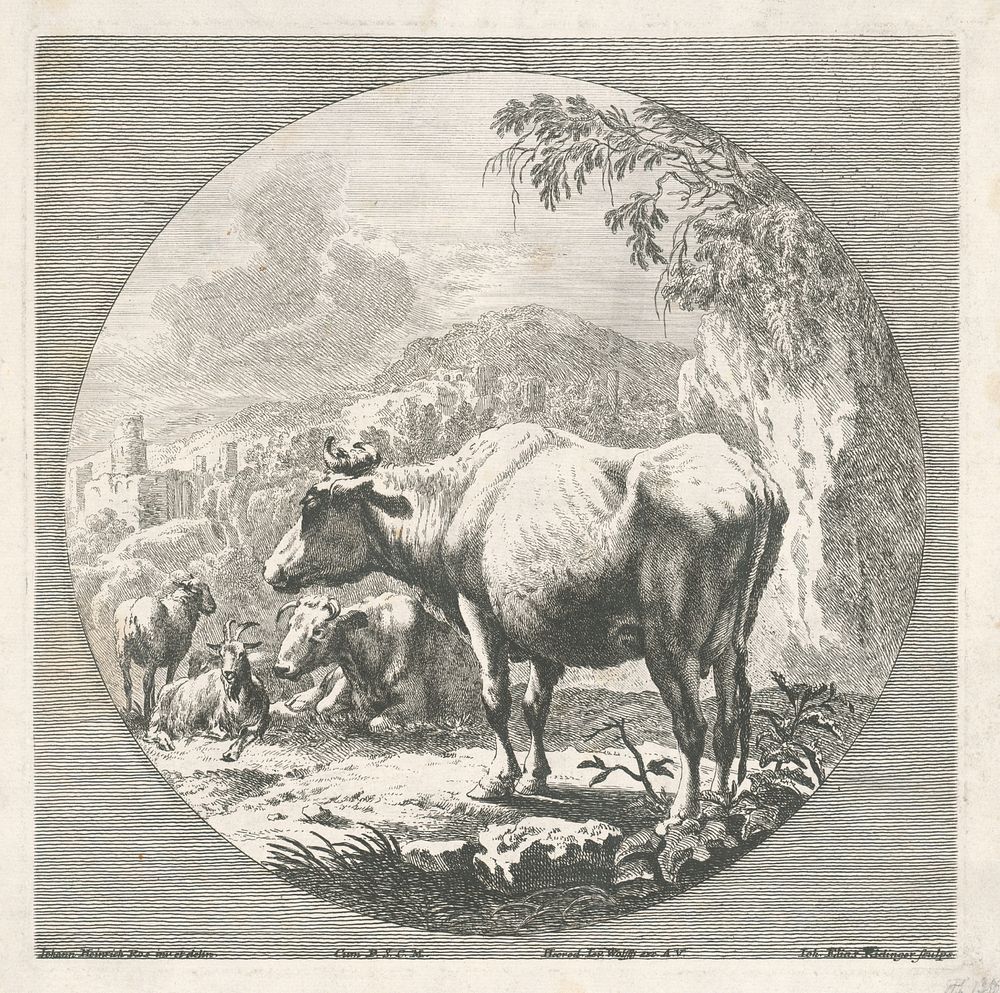 A cow, Johann Elias Ridinger