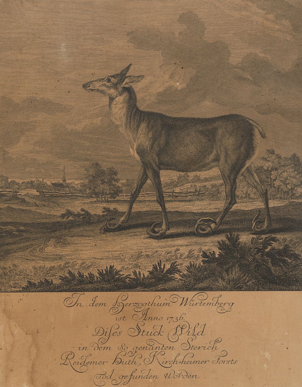 Roe deer | Free Photo - rawpixel