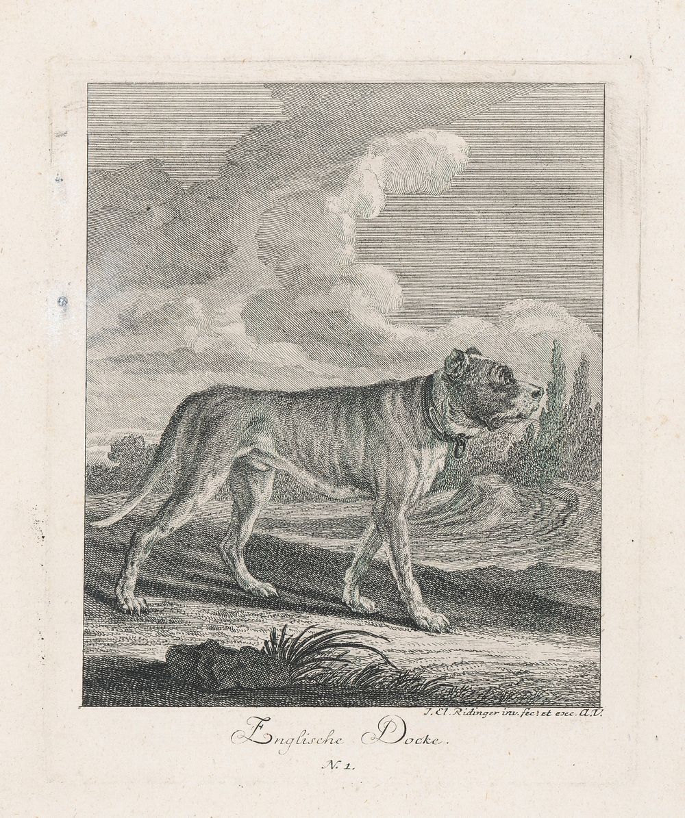 Great dane, Johann Elias Ridinger