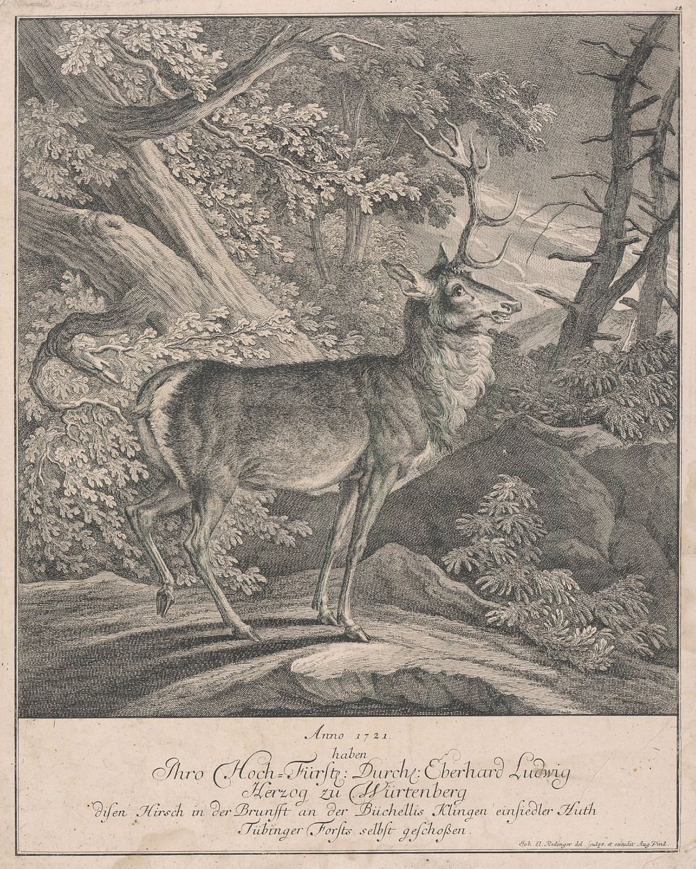 Standing deer, Johann Elias Ridinger