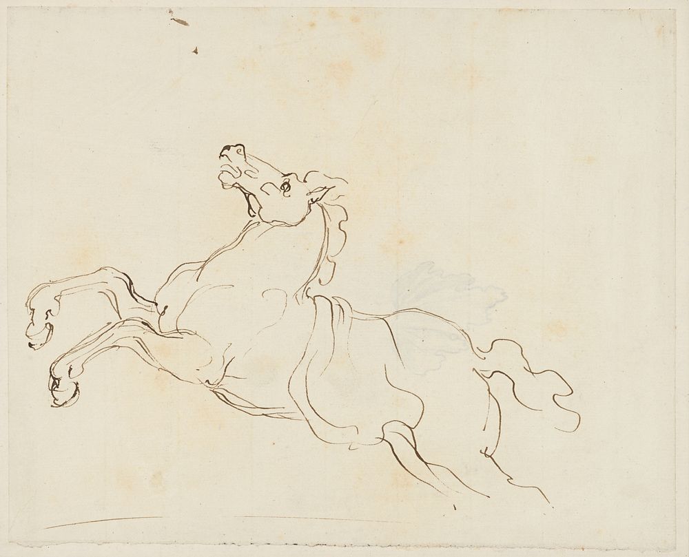 Study of a rearing horse