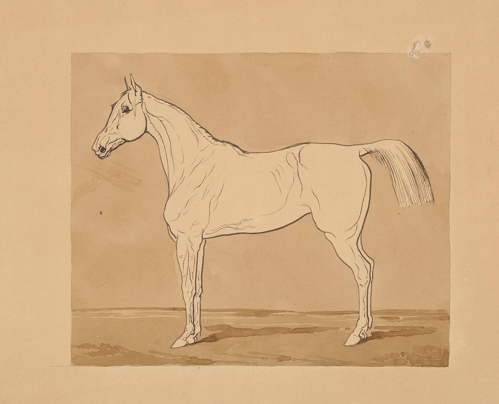 Study of a horse ii.  by Friedrich Carl von Scheidlin