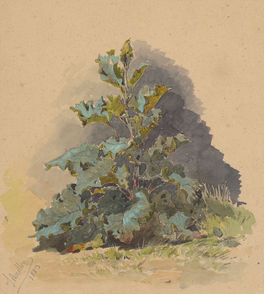 Study of broadleaved plant  by Friedrich Carl von Scheidlin