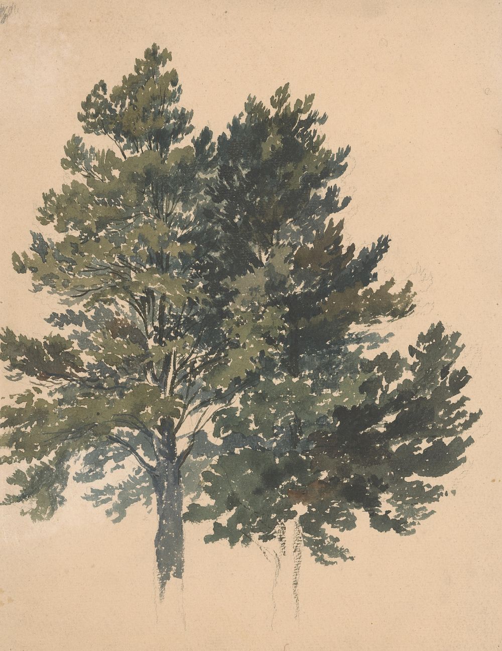 Study of a treetop  by Friedrich Carl von Scheidlin